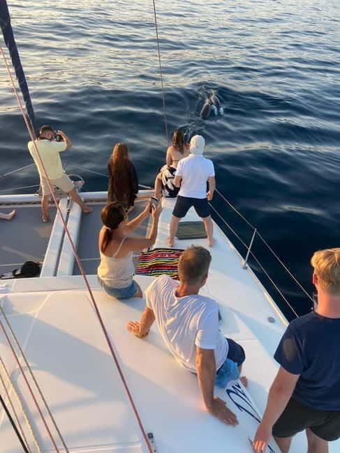 Dolphin watching in Estepona - A Closer Look at the Dolphin Watching Experience in Estepona