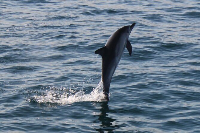 Dolphin Watching in Gibraltar Dolphin Safari V.I.P - The Sum Up: Who Will Love This Tour?