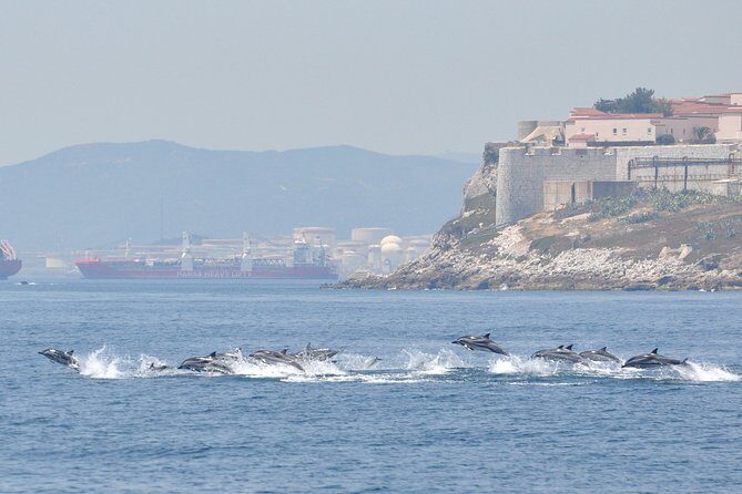 Dolphin Watching in Gibraltar & Fast Track Priority Cable Car - Exploring Gibraltar’s Marine Life and Scenic Heights