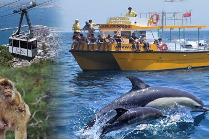 Dolphin Watching in Gibraltar & Fast Track Priority Cable Car - Price and Value Analysis