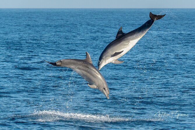 Dolphin Watching in Gibraltar & Fast Track Priority Cable Car - FAQ