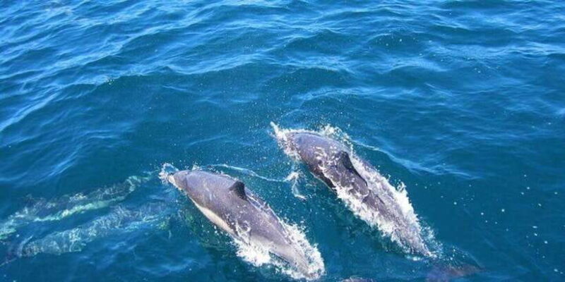 Dolphin Watching in Kalpitiya - Key Points
