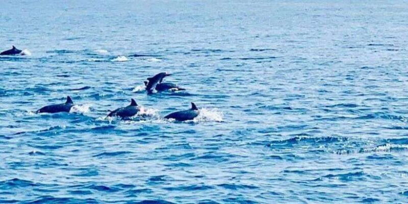 Dolphin Watching in Kalpitiya - In-Depth Review of the Kalpitiya Dolphin Watching Tour