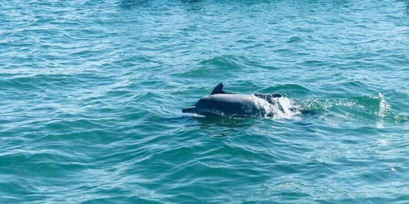 Dolphin Watching in Kalpitiya - FAQ