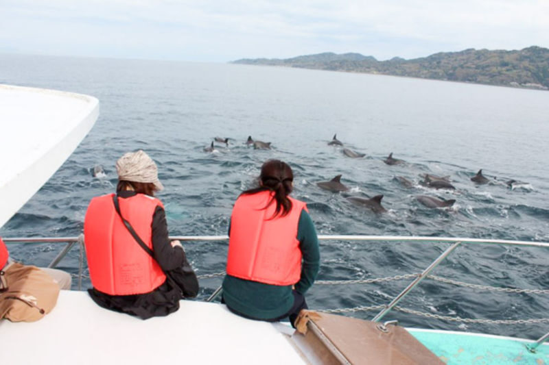 Dolphin Watching in Kumamoto - The details worth knowing before you go
