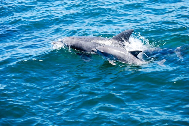 Dolphin Watching in Kumamoto - A short boat ride into dolphin country