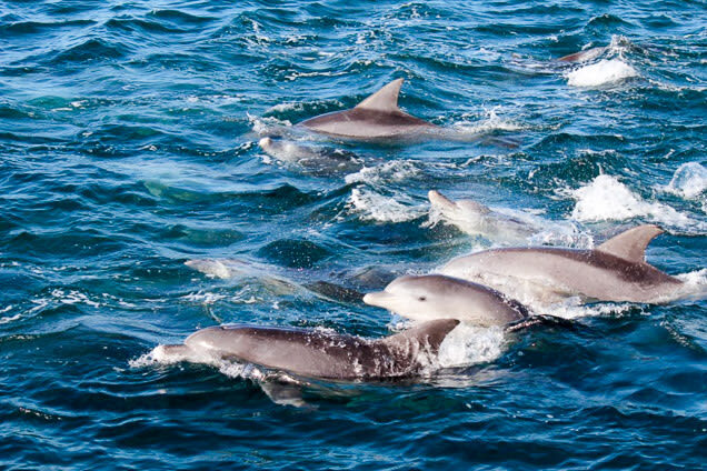 Dolphin Watching in Kumamoto - Small boat, close views, and a livelier ride