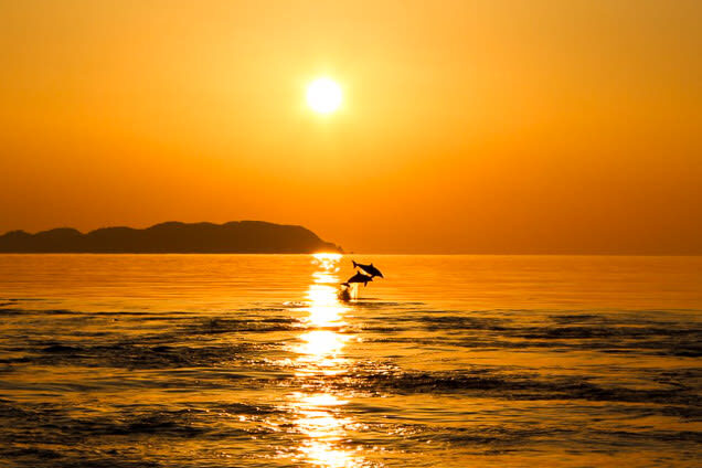 Dolphin Watching in Kumamoto - What the price includes, and what it buys you