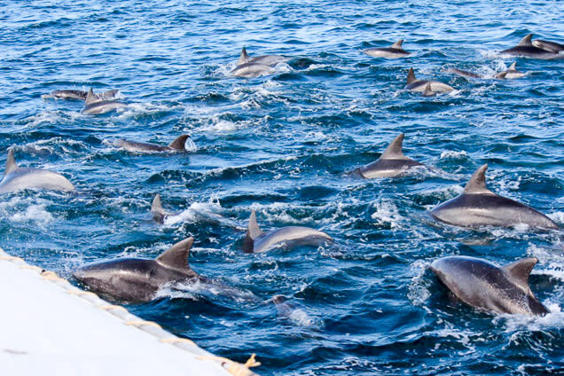 Dolphin Watching in Kumamoto - Getting to Itsuwa-cho and making time for Amakusa