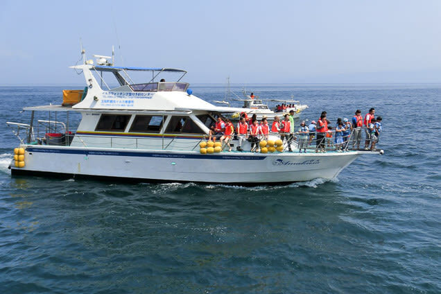 Dolphin Watching in Kumamoto - Who will enjoy this trip most