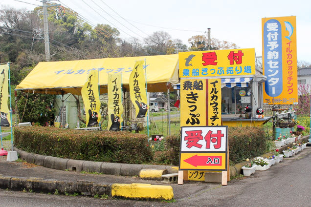 Dolphin Watching in Kumamoto - Should you book the Amakusa dolphin trip?