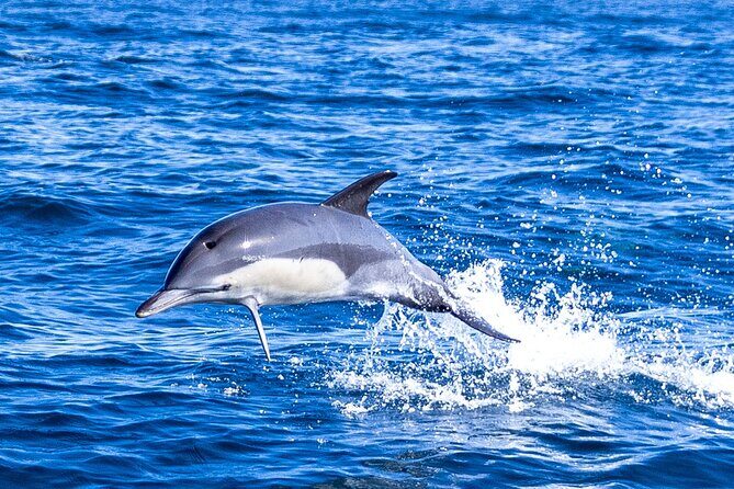 Dolphin Watching in Lisbon - A Deep Dive into the Lisbon Dolphin Tour Experience