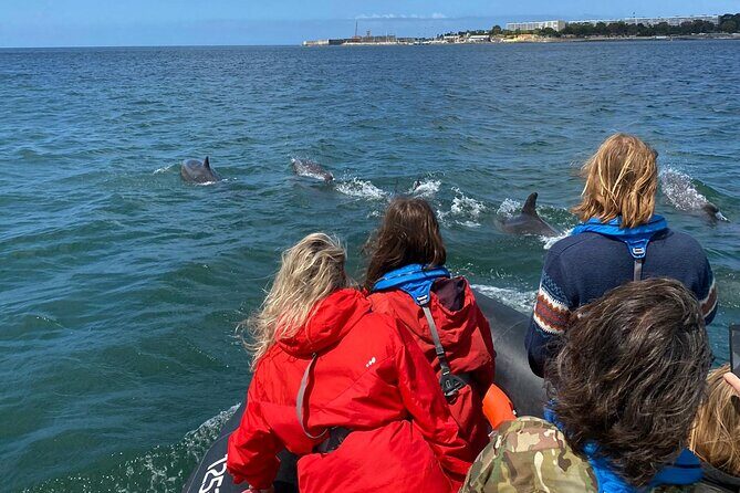 Dolphin Watching in Lisbon - The Sum Up: Is It Worth It?