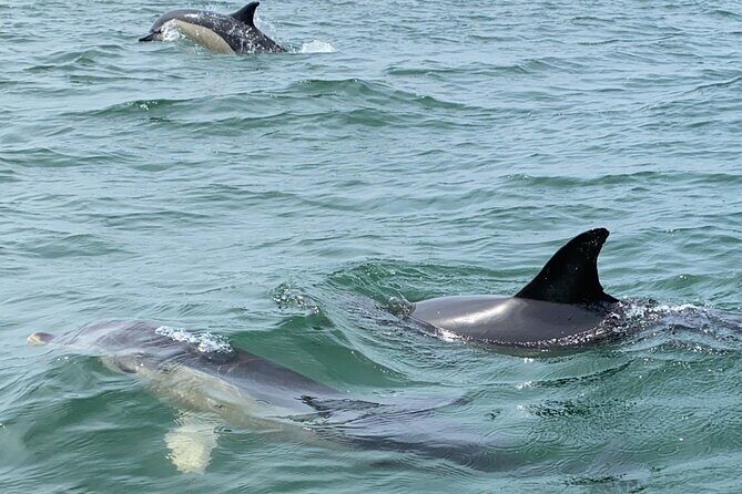 Dolphin Watching in Lisbon - FAQ: Your Questions Answered