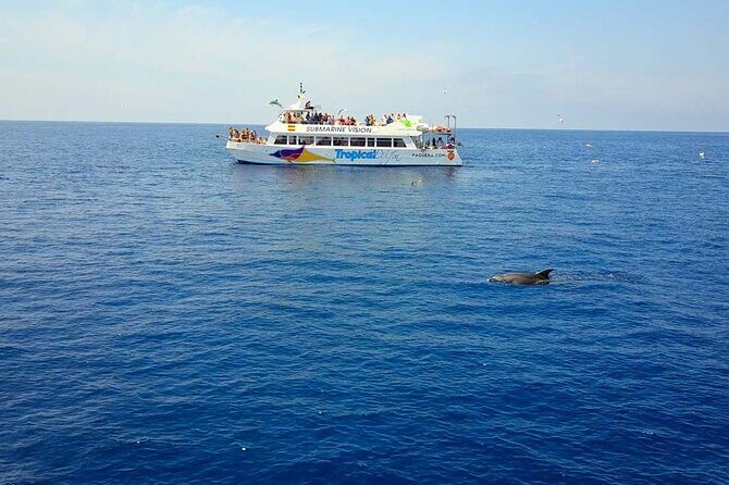 Dolphin Watching in Majorca - Dolphin Watching in Majorca: A Detailed Review