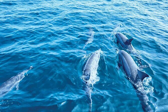 Dolphin Watching in Majorca - Frequently Asked Questions