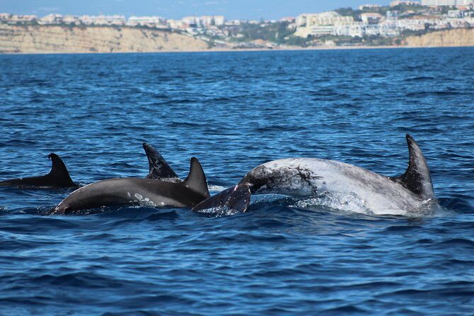 Dolphin-Watching in Marina de Lagos - An In-Depth Look at the Dolphin-Watching Tour