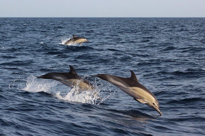 Dolphin-Watching in Marina de Lagos - Final Thoughts