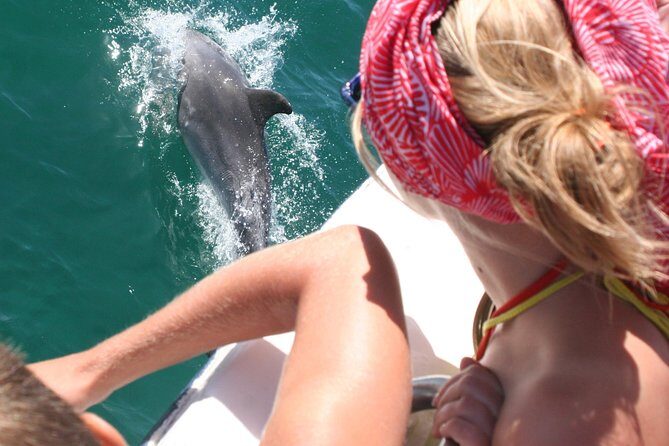 Dolphin Watching in the Wild - Half Day - An In-Depth Look at the Dolphin Watching Tour