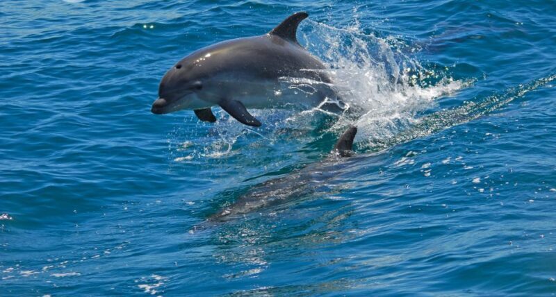 Dolphin Watching in the Wild - Half Day Tour - Key Points