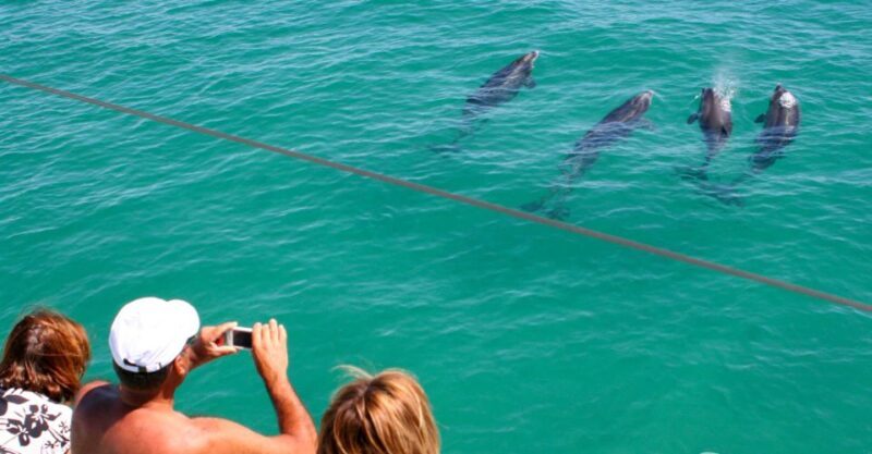 Dolphin Watching in the Wild - Half Day Tour - Who Will Love This Tour?
