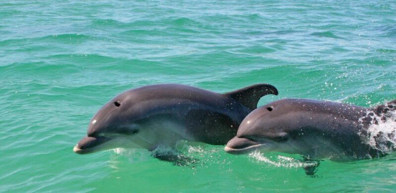 Dolphin Watching in the Wild - Half Day Tour - A More In-Depth Look at What You Get and What It Means for You