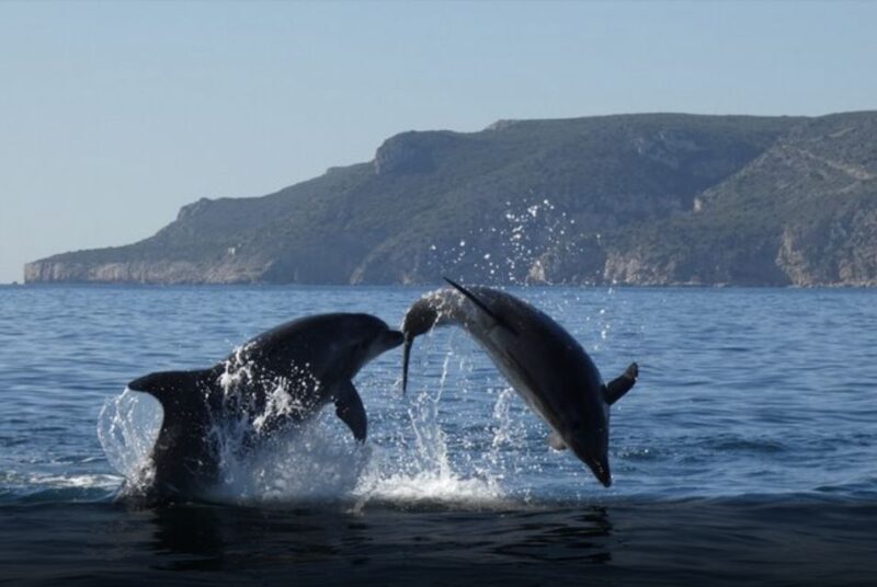 Dolphin Watching in the Wild - Half Day Tour - Final The Sum Up