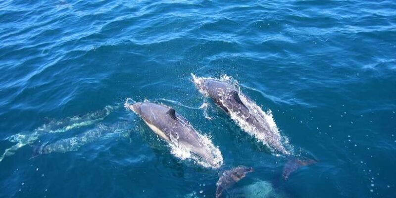 Dolphin Watching in Trincomalee - Who Will Love This Tour?