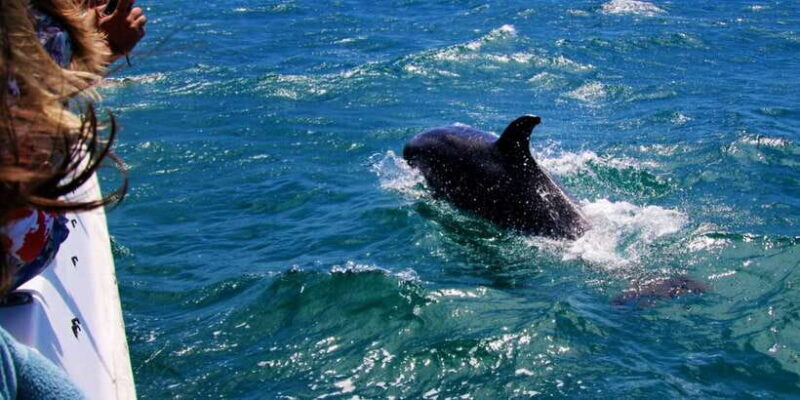 Dolphin Watching in Trincomalee - Final Thoughts