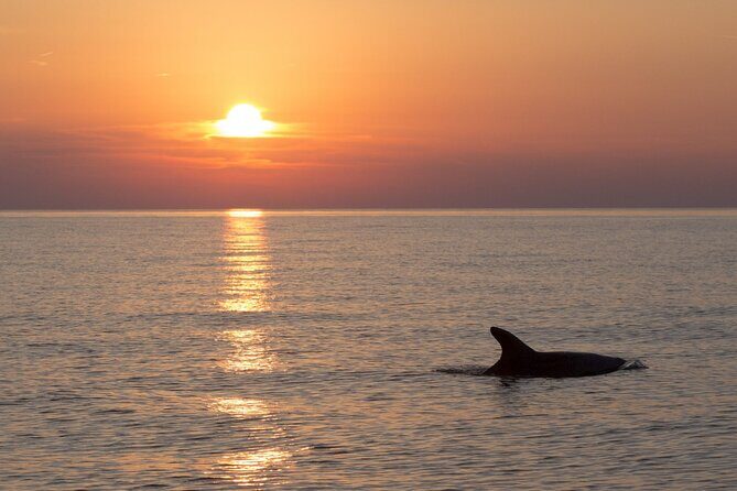 DOLPHIN WATCHING | Pula Boat - Key Points