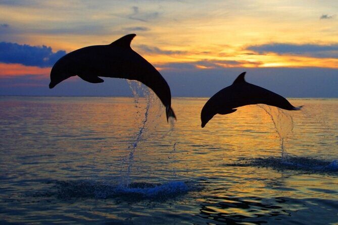 DOLPHIN WATCHING | Pula Boat - Who Will Enjoy This Experience?