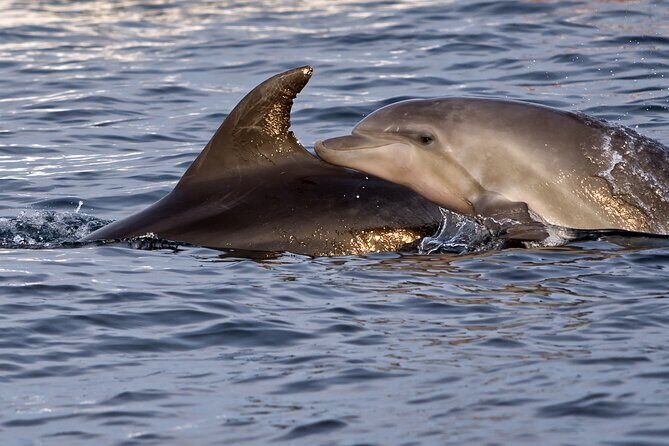 DOLPHIN WATCHING | Pula Boat - FAQs