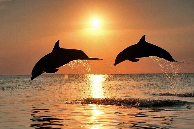 Dolphin Watching & Sunset Boat Tour With Dinner and Drinks - The Sum Up: Is It For You?