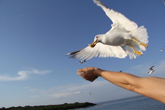 Dolphin Watching Sunset Boat Trip in Pula with Dinner - Practical Tips for Travelers