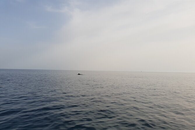 Dolphin Watching Sunset Boat Trip in Pula with Dinner - Who Will Love This Tour?