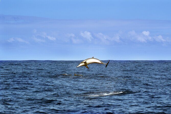 Dolphin Watching Sunset Boat Trip in Pula with Dinner - Final Thoughts