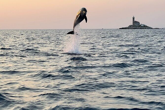 Dolphin Watching Sunset Speedboat Tour with Drinks in Rovinj - Key Points