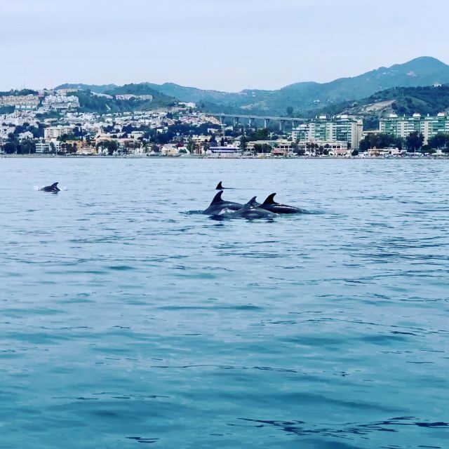 DOLPHIN WATCHING - A Closer Look at the Dolphin Watching Tour