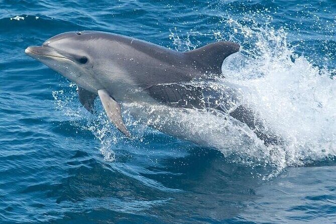 Dolphin Watching Tour - Dolphin Watching Tour: A Close Encounter with South Padre Island’s Marine Life