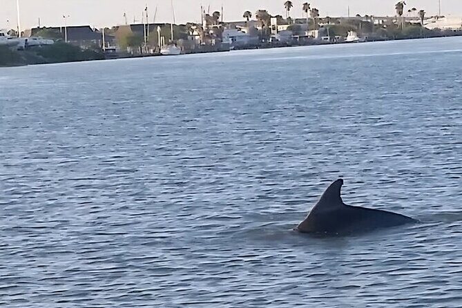 Dolphin Watching Tour - Key Points