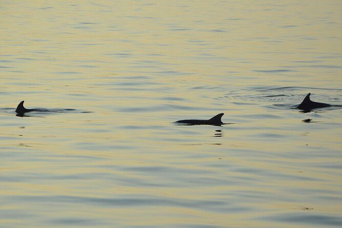 Dolphin Watching Tour  85% Chance  Drinks & Dinner Included - Key Points