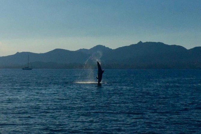 Dolphin Watching Tour - from Golfo Aranci - An Authentic Marine Adventure in Sardinia
