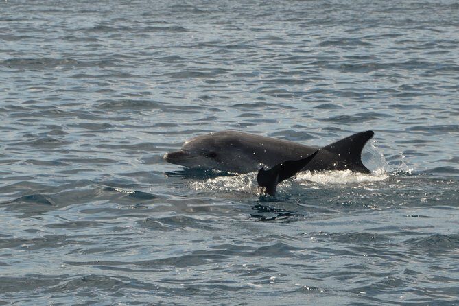 Dolphin Watching Tour - from Golfo Aranci - Why This Tour Is Worthwhile