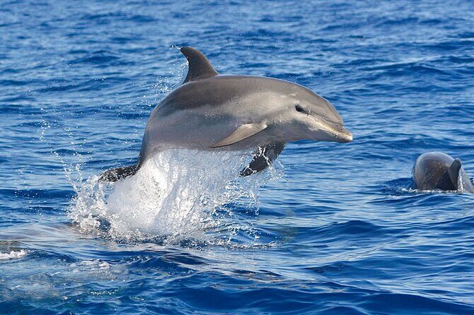 Dolphin Watching Tour with Snorkeling from Olbia - Who Should Consider This Tour?