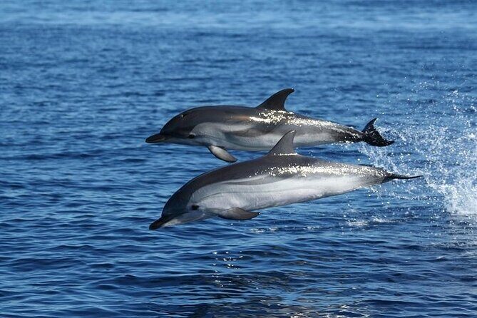 Dolphin Watching Tour with Snorkeling from Olbia - FAQs