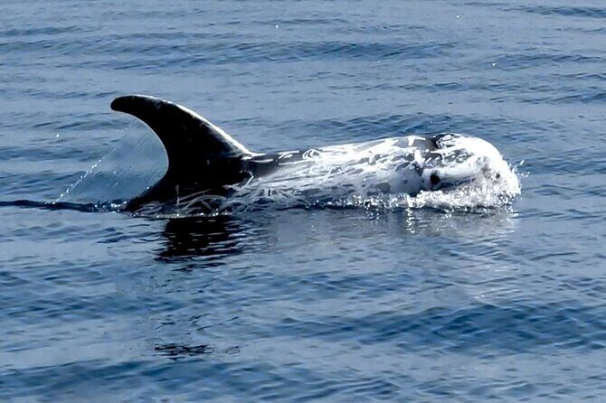 Dolphin Watching with Biologist in Arrábida Natural Park - Frequently Asked Questions
