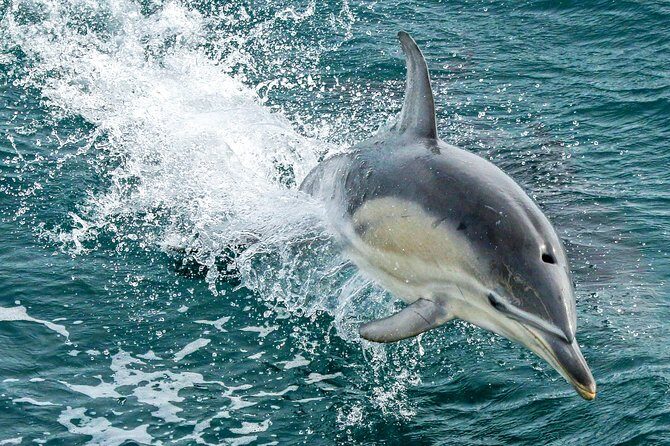 Dolphin & Whale Cruise - Exploring the Phillip Island Dolphin & Whale Cruise in Detail