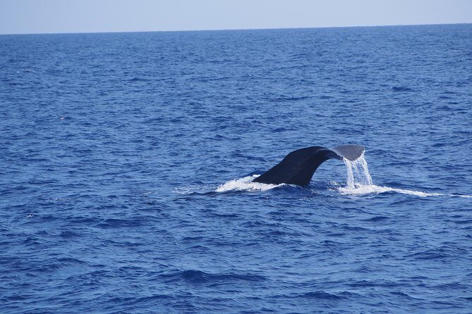 Dolphin - Whale - Turtle - Bird Watching - The Itinerary: What to Expect on Your Marine Safari