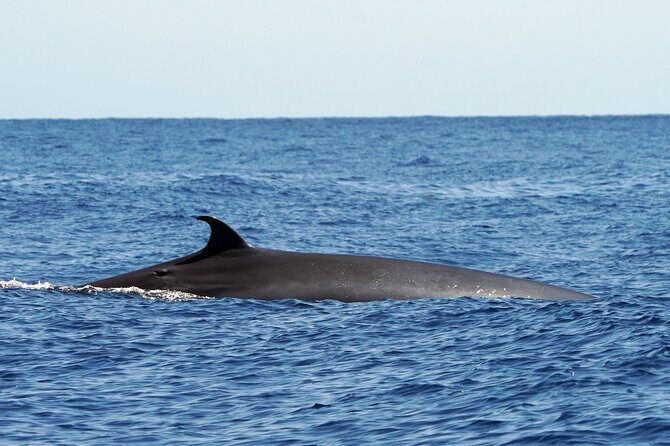 Dolphin - Whale - Turtle - Bird Watching - Authentic Experiences and Realistic Expectations