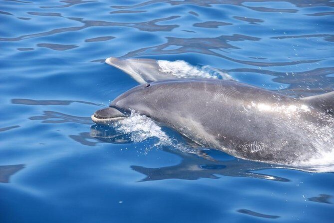 Dolphin - Whale - Turtle - Bird Watching - Practical Details: What You Need to Know